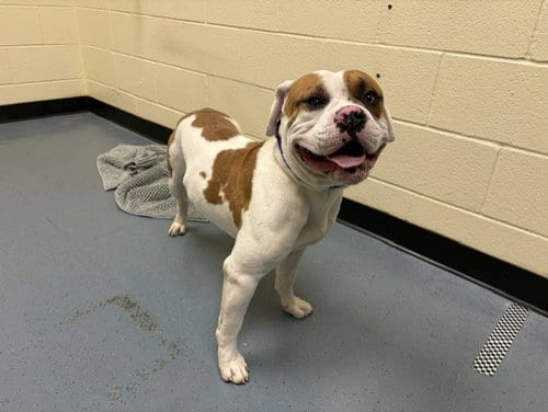 Photo of Bear Force One, adoptable American Bulldog in Denver, Colorado