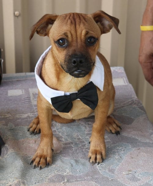 Photo of Johnny, adoptable Pug in Bandera, Texas