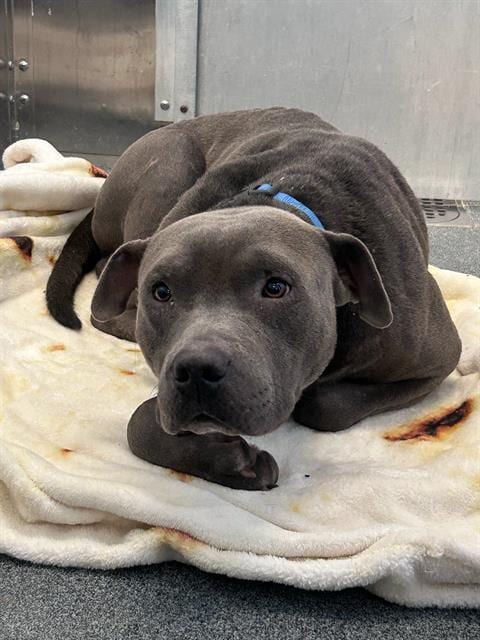 Photo of Greyson, adoptable Mixed Breed