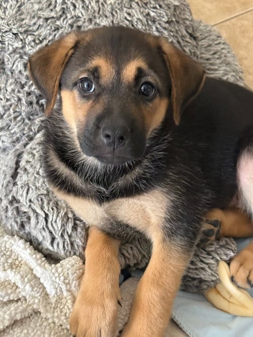 Photo of Hex, adoptable Shepherd in Phoenix, Arizona