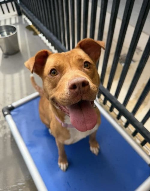 Photo of Sunny, adoptable Pit Bull Terrier in Santa Maria, California