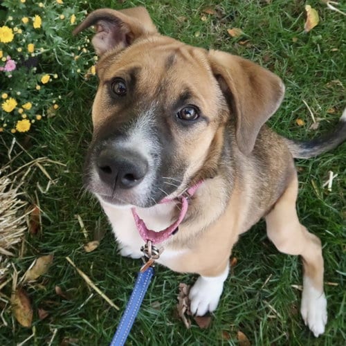 Photo of Diamond, adoptable German Shepherd Dog in St. Paul, Minnesota