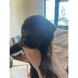 Photo of Chocolate Fudge, adoptable American Pit Bull Terrier in Baton Rouge, Louisiana