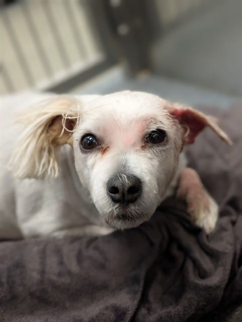 Photo of Marta, adoptable Mixed Breed