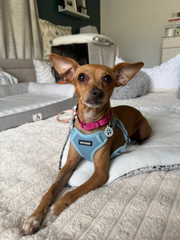 Photo of Fawn, adoptable Chihuahua in Eugene, Oregon