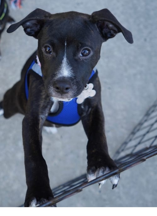 Photo of Caroline - Brynns litter, adoptable American Staffordshire Terrier in Holly Springs, North Carolina