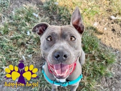 Photo of Monte, adoptable dog in Georgetown, Texas