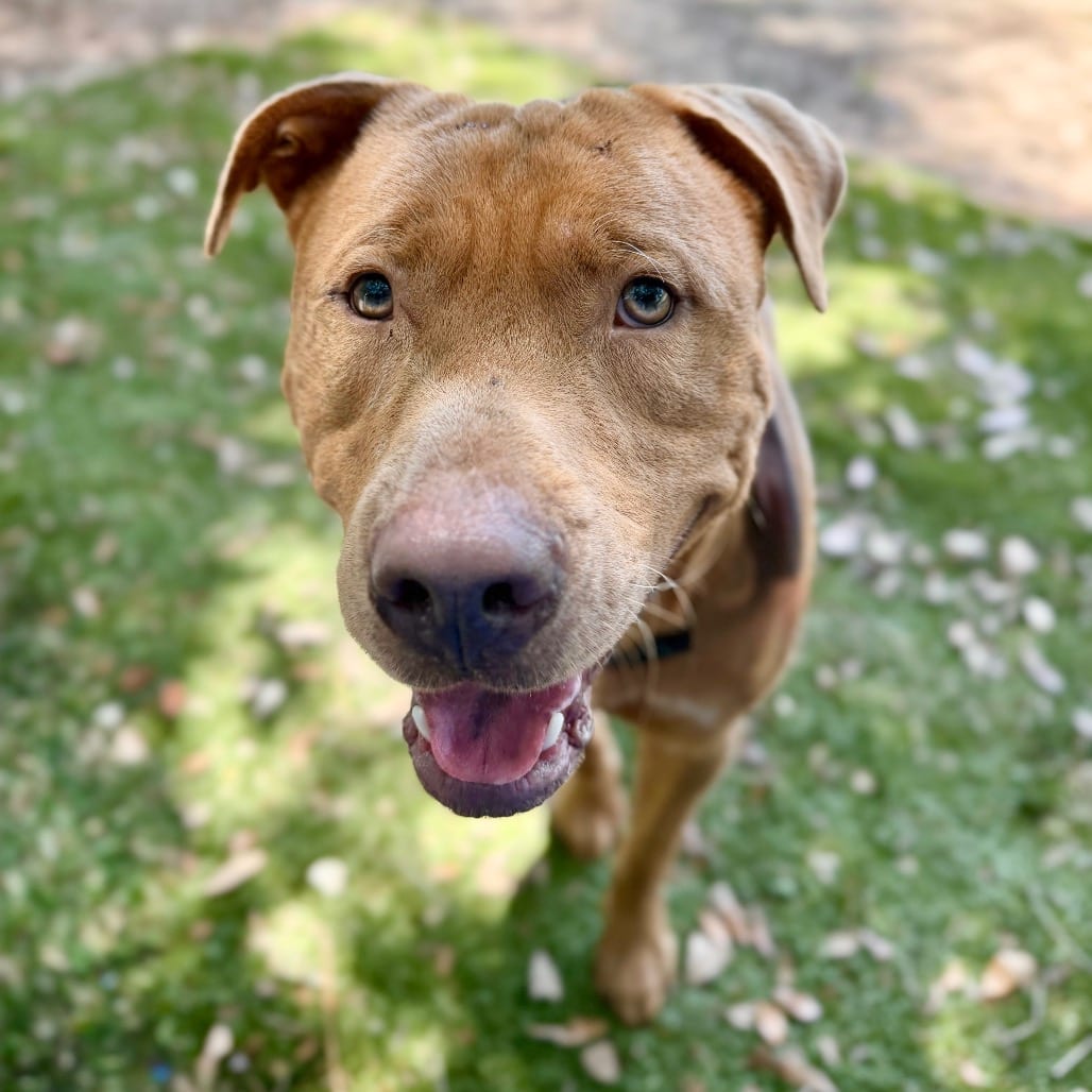 Photo of Volkswagen, adoptable Mixed Breed (Medium) in Milton, Florida
