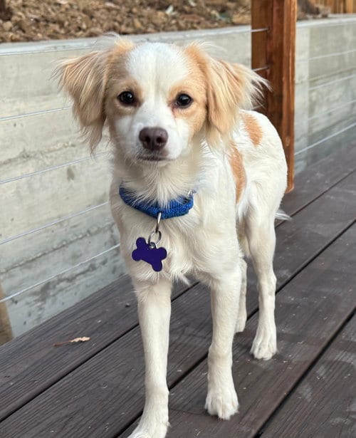 Photo of Prelude, adoptable Cavalier King Charles Spaniel in Romoland, California