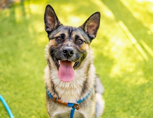 Photo of Derby, adoptable German Shepherd Dog in San Jose, California