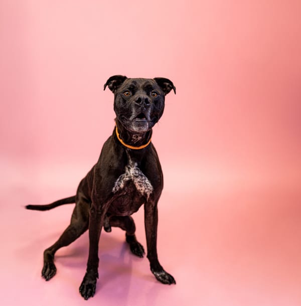 Photo of Lotso, adoptable Pit Bull cross in Lawrenceville, Georgia