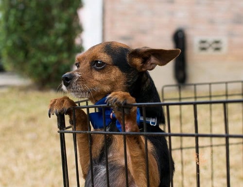 Photo of Micah, adoptable Yorkshire Terrier Yorkie in San Antonio, Texas
