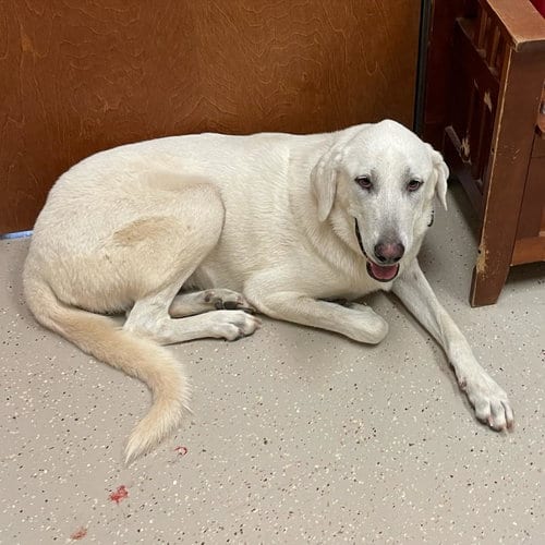 Photo of Gretl, adoptable Akbash in Whitewright, Texas