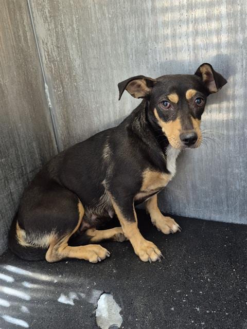 Photo of Monet Croquet, adoptable Terrier in San Antonio, Texas