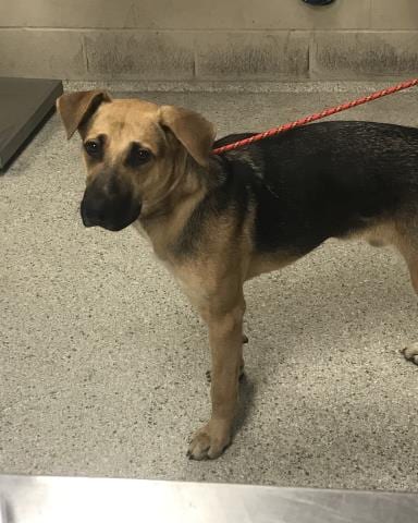 Photo of A433452, adoptable Black Mouth Cur in Conroe, Texas
