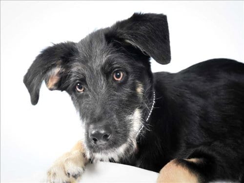 Photo of Orange, adoptable German Shepherd Dog in Fort Collins, Colorado