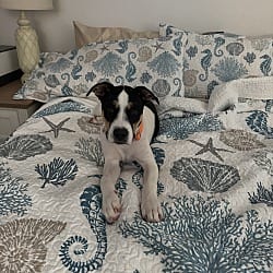 Photo of Corona, adoptable Hound (Unknown Type) in Scotch Plains, New Jersey