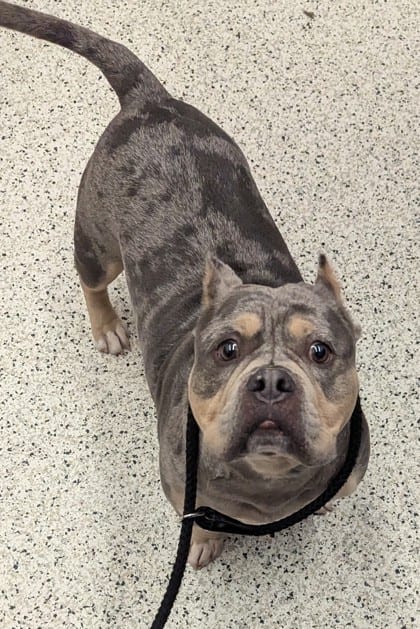 Photo of Canyon, adoptable dog in Atlanta, Georgia