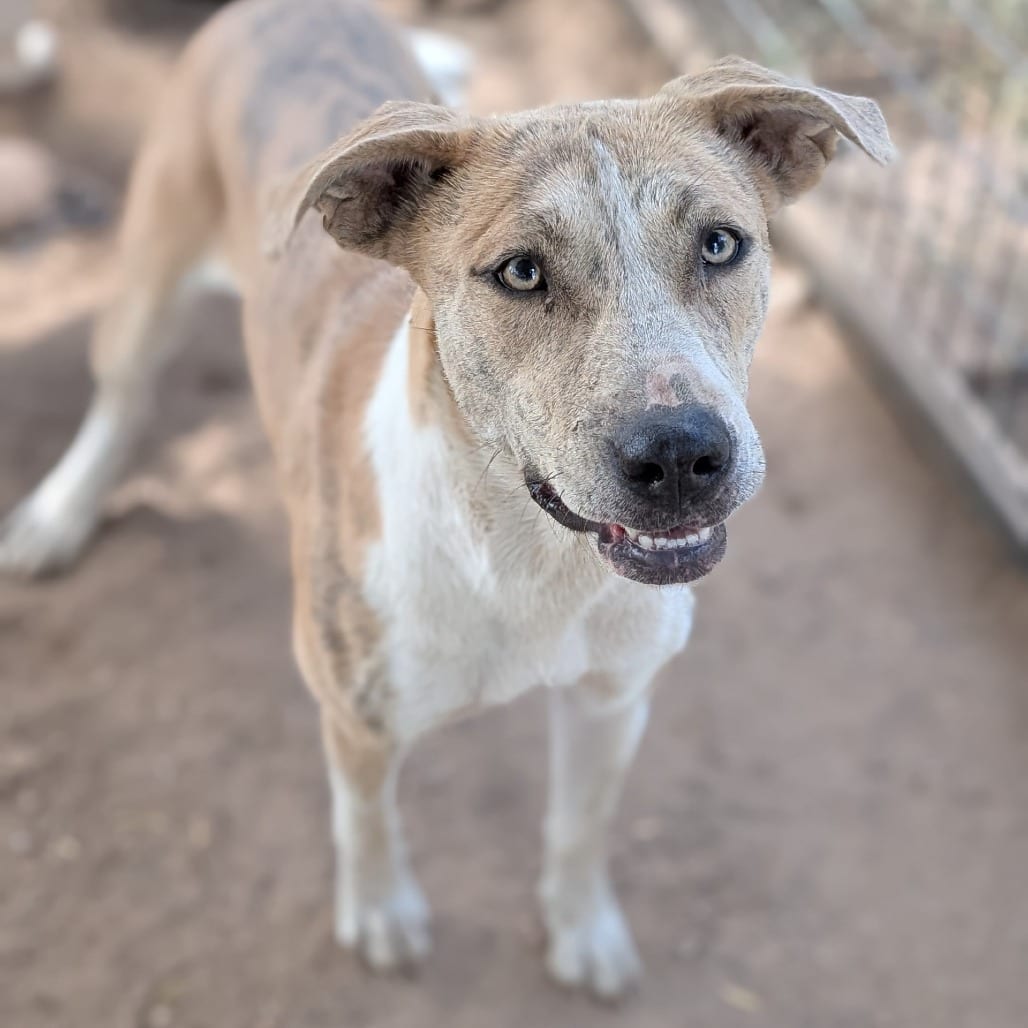 Photo of Helen, adoptable Terrier, American Staffordshire / Mixed Breed (Medium) in Houston, Texas