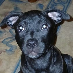 Photo of Xena, adoptable Belgian Malinois Mixed Breed (Medium) in Overland Park, Kansas