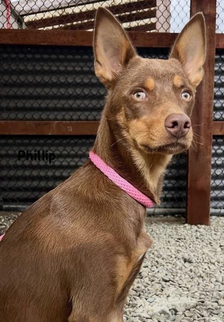 Photo of Phillip, adoptable Doberman Pinscher in Santa Cruz, California