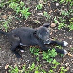 Photo of Regina JW, adoptable Australian Cattle Dog Basenji in Hartford, Connecticut