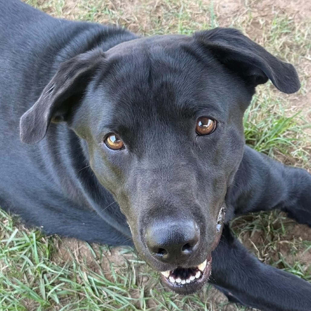Photo of Brock, adoptable Retriever, Black Labrador / Mix in Marshall, Texas