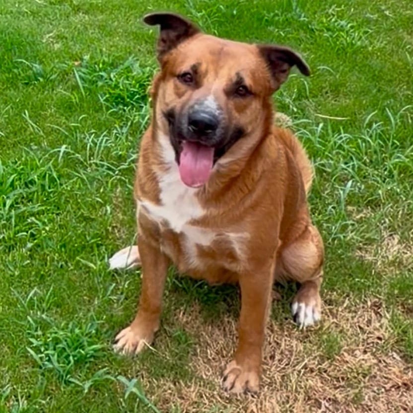 Photo of Red, adoptable Mixed Breed (Large) in Oceanside, California