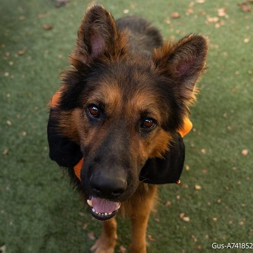 Photo of Gus, adoptable German Shepherd Dog in Sacramento, California