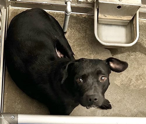 Photo of Sabrina, adoptable Pit Bull Terrier in San Bernardino, California