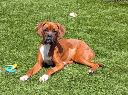 Photo of Fancy, adoptable Boxer in Elizabethtown, Pennsylvania