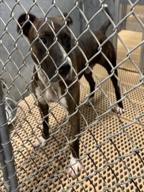 Photo of Zeus, adoptable Pit Bull Terrier in Wilmington, North Carolina