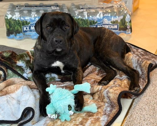 Photo of Lexus, adoptable Retriever in Duluth, Minnesota