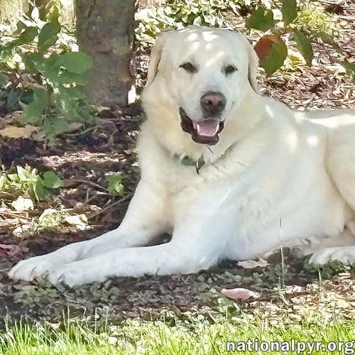 Photo of Yukon in NJ - Gentle, Sweet & Calm, adoptable Great Pyrenees in Beacon, New York