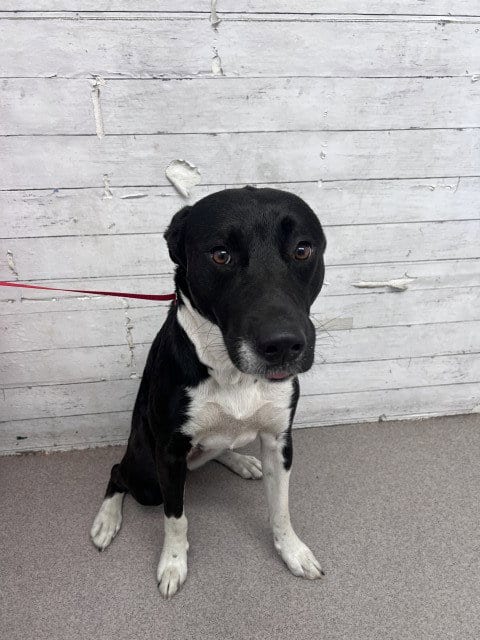 Photo of Maeve, adoptable Labrador Retriever in San Bernardino, California