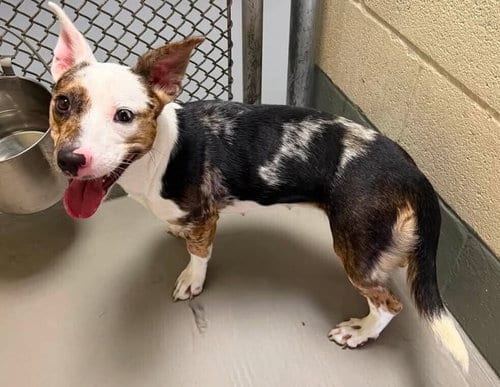 Photo of Babygirl, adoptable Australian Cattle Dog/Blue Heeler in garner, North Carolina