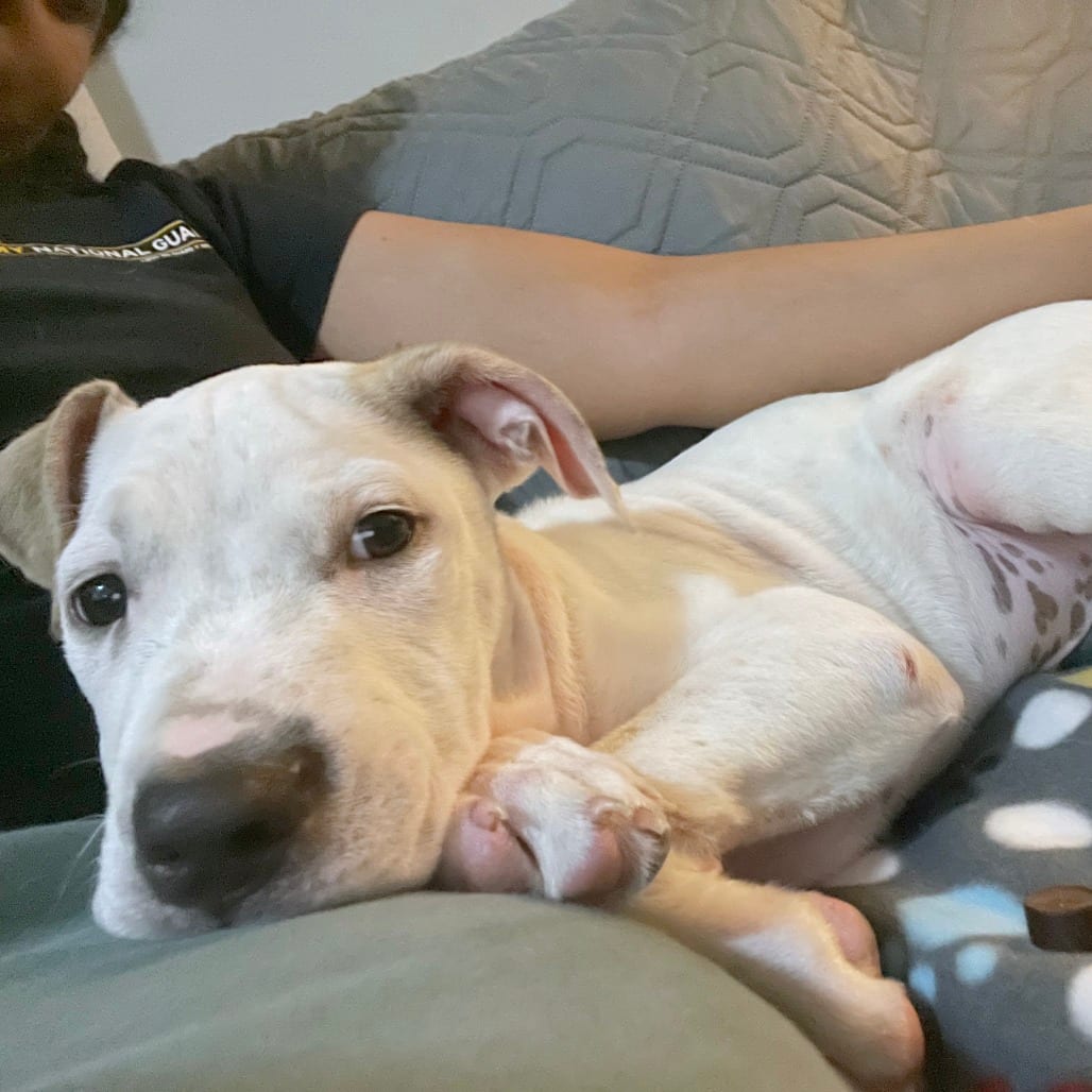 Photo of Bobik aka "PJ", adoptable Mixed Breed (Small)