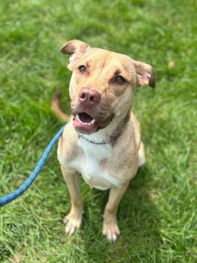 Photo of Finley, adoptable Terrier in Wintersville, Ohio