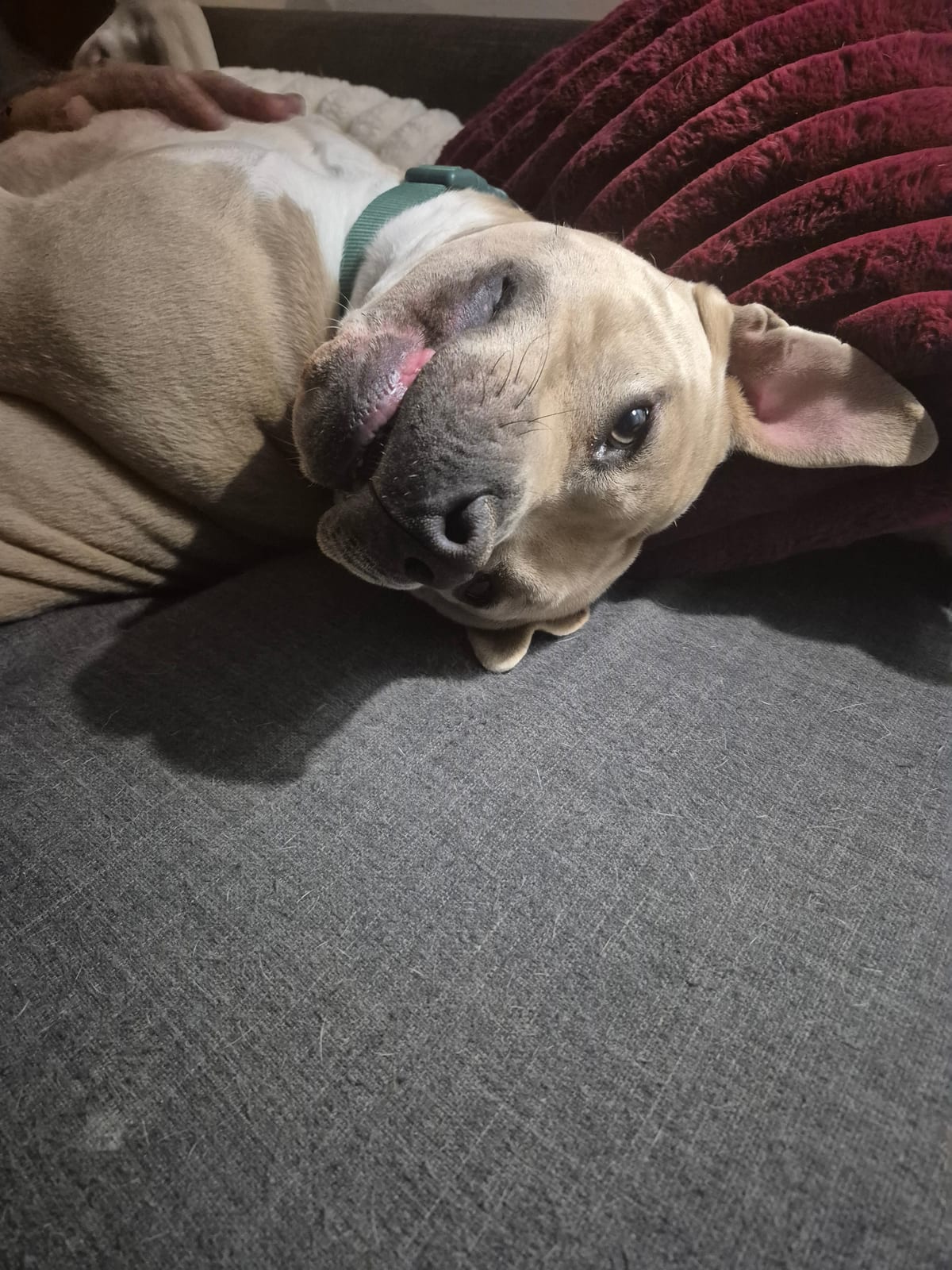 Photo of Renzo, adoptable American Pit Bull Terrier in Colorado Springs, Colorado