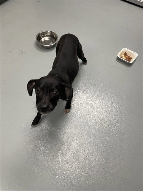 Photo of Yanni, adoptable Labrador Retriever in St. Cloud, Florida