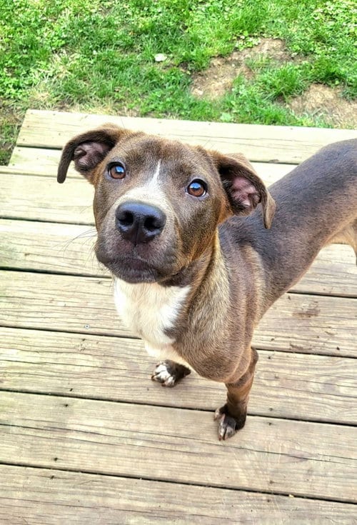Photo of Zable, adoptable American Pit Bull Terrier in Germantown, Ohio