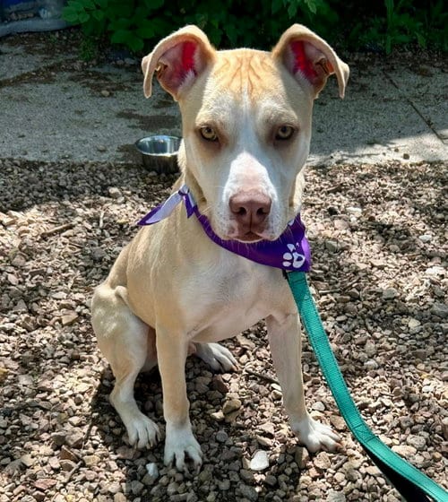 Photo of Kiddo, adoptable Pit Bull Terrier in St. Louis Park, Minnesota