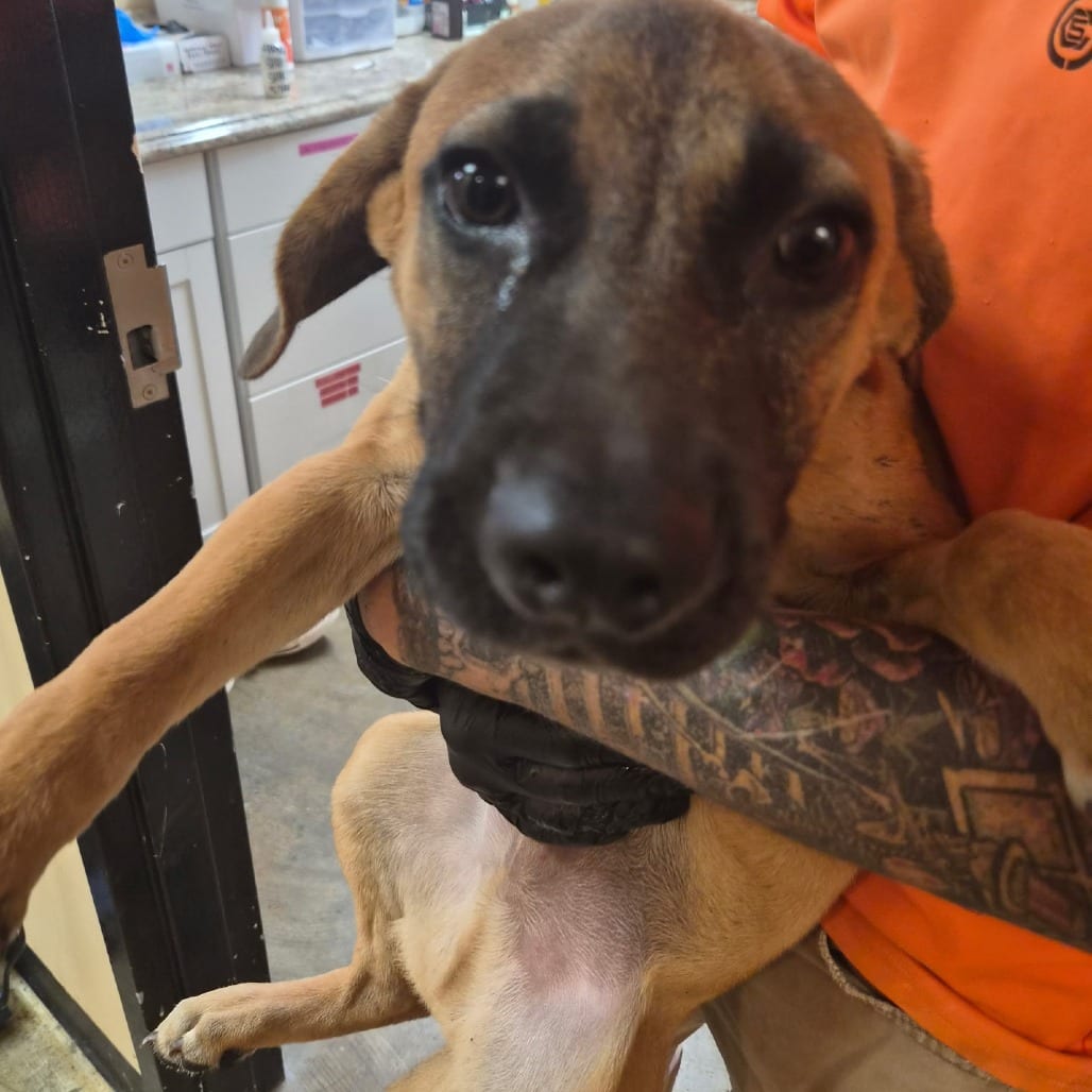 Photo of Vance, adoptable Mixed Breed (Medium) in Corinth, Mississippi