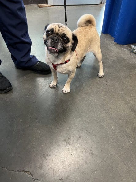 Photo of Wednesday, adoptable Pug in Chatsworth, California