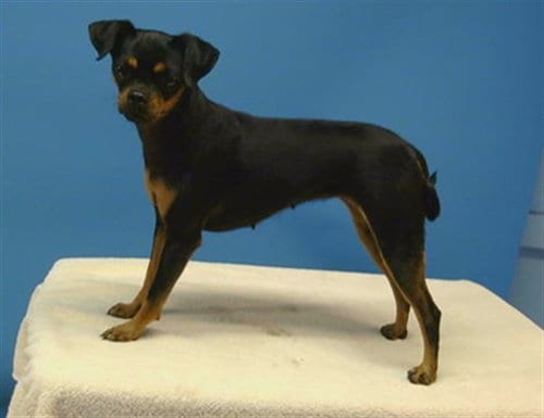 Photo of Sadie, adoptable Miniature Pinscher in Gardena, California