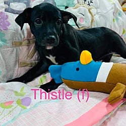 Photo of Thistle, adoptable Labrador Retriever Mutt in EAST FALMOUTH, Massachusetts
