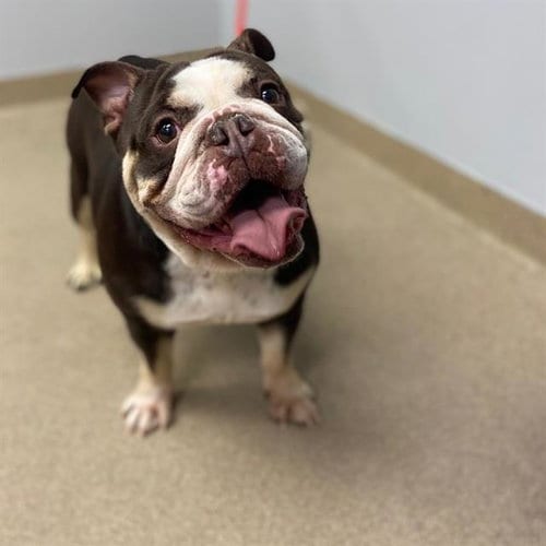 Photo of Trinket, adoptable Bulldog in Aurora, Colorado