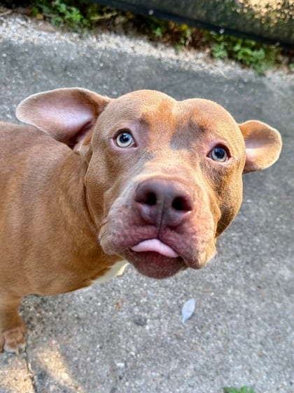 Photo of DiCaprio, adoptable Terrier in New Orleans, Louisiana