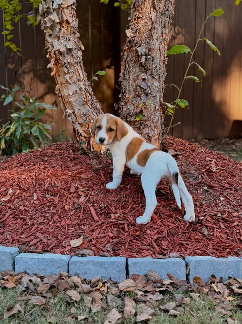 Photo of Glinda - Halloween Litter, adoptable Anatolian Shepherd in Holly Springs, North Carolina