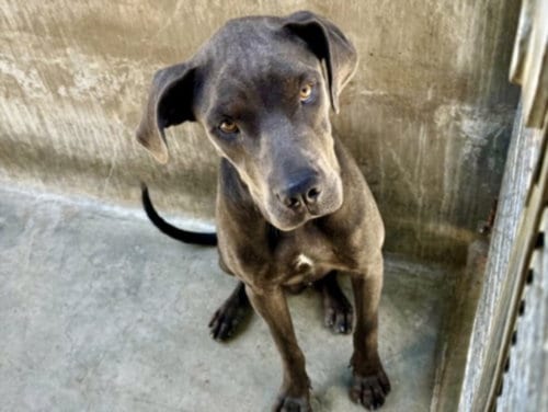 Photo of Moonbeam, adoptable Great Dane in Los Angeles, California